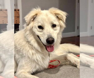 Riley - Male Mutt Dog for Adoption - Photo #9