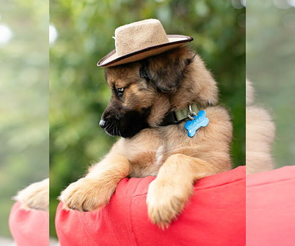 Medium Photo #11 Siberian Husky-Unknown Mix Puppy For Sale in Corona, CA, USA