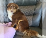 Small Photo #1 Miniature Australian Shepherd Puppy For Sale in WALLER, TX, USA