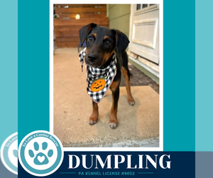 Mutt Dogs for adoption in Kimberton, PA, USA