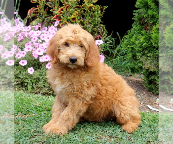 Medium Photo #1 Goldendoodle Puppy For Sale in AIRVILLE, PA, USA