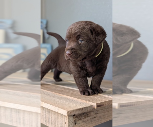 Medium Photo #49 Labrador Retriever Puppy For Sale in GOSHEN, IN, USA
