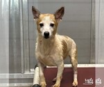 Small #2 Jack Russell Terrier Mix
