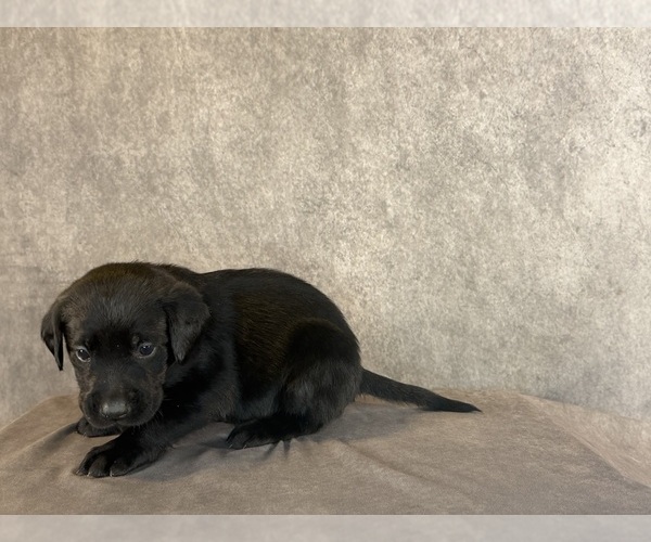 Medium Photo #5 Labrador Retriever Puppy For Sale in WHITNEY, TX, USA