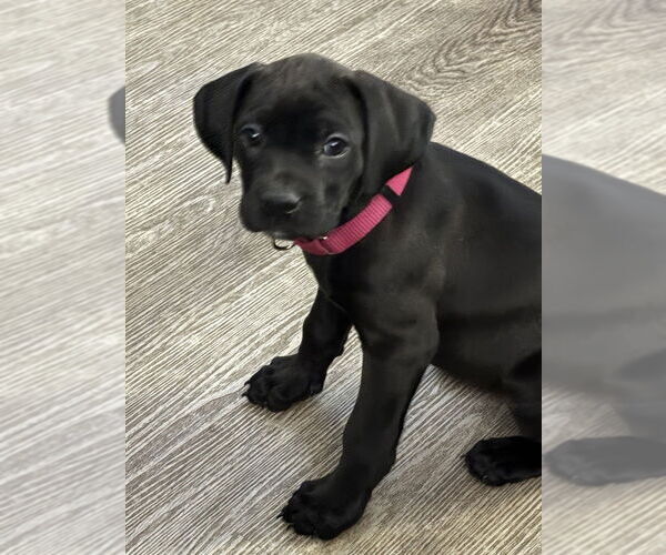 Medium Photo #3 Boweimar Puppy For Sale in Brewster, NY, USA