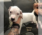 Small Photo #13 Dogo Argentino Puppy For Sale in BEAUMONT, CA, USA