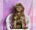 Small #2 Poodle (Miniature)
