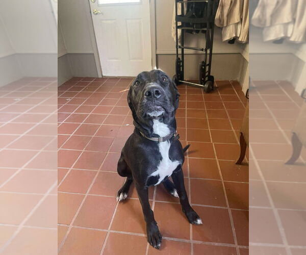 Medium Photo #3 Great Dane-Unknown Mix Puppy For Sale in Bullard, TX, USA
