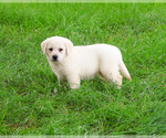 Image preview for Ad Listing. Nickname: Suki
