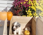 Small Photo #19 Australian Shepherd Puppy For Sale in RUSSELL, IA, USA