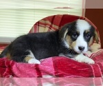 Small Photo #17 Cardigan Welsh Corgi Puppy For Sale in DEARBORN, MO, USA