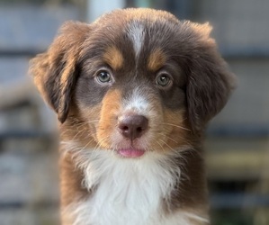 Medium Miniature American Shepherd