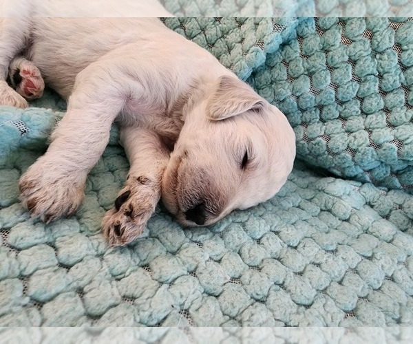 Medium Photo #51 Poodle (Standard) Puppy For Sale in CLAYTON, WA, USA