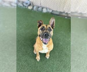 Mastiff-Unknown Mix Dogs for adoption in Chula Vista, CA, USA