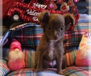 Chihuahua Puppy for sale in OREGON, WI, USA
