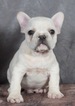 Small Photo #1 French Bulldog Puppy For Sale in WARSAW, IN, USA