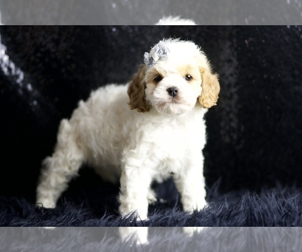Medium Photo #3 Cavapoo Puppy For Sale in WARSAW, IN, USA