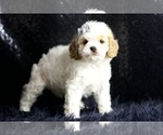Small #2 Cavapoo