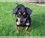 Small Photo #2 Doxle Puppy For Sale in Victorville, CA, USA