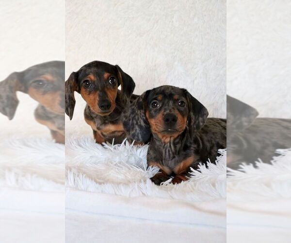 Full screen Photo #3 Dachshund Puppy For Sale in SAN DIEGO, CA, USA