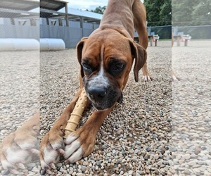 Jenny - ADOPTION INTEREST!! - Female Boxer Dog for Adoption - Photo #2