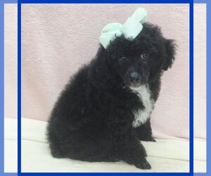Poodle (Toy) Puppy for sale in TAYLOR, TX, USA
