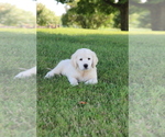 Small Photo #6 English Cream Golden Retriever Puppy For Sale in GOSHEN, IN, USA