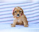Puppy Barbie Cavapoo (Miniature)
