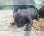 Small Photo #4 Cane Corso Puppy For Sale in HARLETON, TX, USA