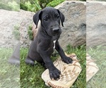Small #1 Great Dane