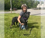 Small #12 Labrador Retriever Mix