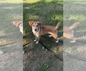 Pointer-Unknown Mix Dogs for adoption in Woodbury, NY, USA