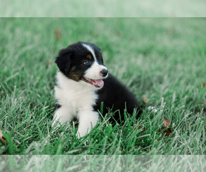 Medium Australian Shepherd