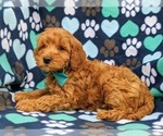 Small Photo #6 Poodle (Miniature) Puppy For Sale in NOTTINGHAM, PA, USA