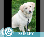 Small #5 Golden Pyrenees