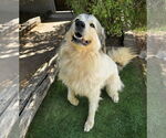 Small #5 Great Pyrenees