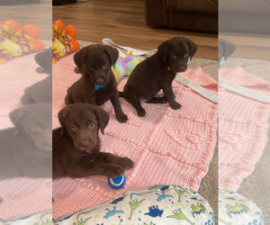 Labrador Retriever Puppy for sale in PIERSON, FL, USA