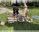 Small Photo #2 Labrador Retriever Puppy For Sale in MIAMI, FL, USA