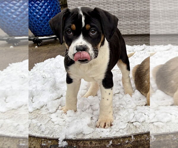 Medium Photo #1 Mutt Puppy For Sale in Springdale, PA, USA