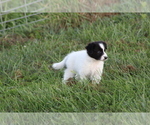 Small #2 Border Collie