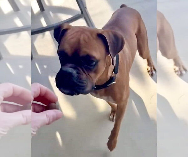 Medium Photo #3 Boxer Puppy For Sale in Dumont, NJ, USA