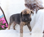 Small Photo #2 Boxador Puppy For Sale in SHILOH, OH, USA