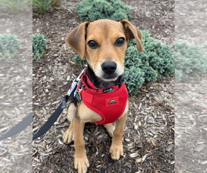 Cheagle Dogs for adoption in Mundelein, IL, USA