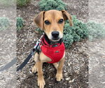 Kimi Antonelli - Female Cheagle Dog for Adoption - Small photo