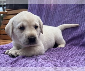 Labrador Retriever Puppy for sale in ANTIOCH, TN, USA