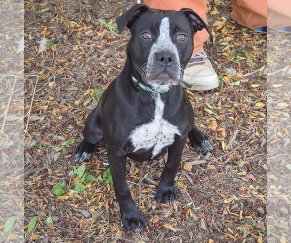 Medium Photo #3 American Staffordshire Terrier-Boxer Mix Puppy For Sale in Huntley, IL, USA