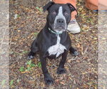 Small #2 American Staffordshire Terrier-Boxer Mix