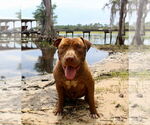 Small American Pit Bull Terrier Mix