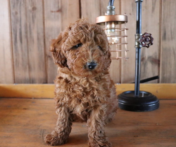 Medium Photo #6 Poodle (Toy) Puppy For Sale in HONEY BROOK, PA, USA