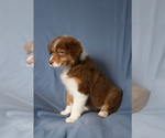 Small #1 Australian Shepherd